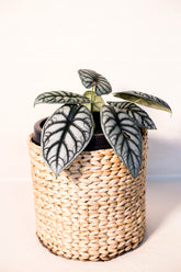 Alocasia baginda "Silver Dragon"